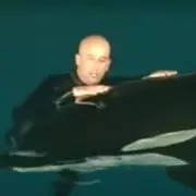 Orca Attack Horror: Killer Whale Locks Jaws Around Yacht in Terrifying 45-Minute Onslaught