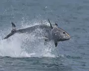 Outrage as UK Fishing Competition Targets Critically Endangered Atlantic Bluefin Tuna