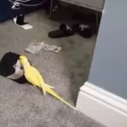 Parrot's Street Slang Helps Police Crack Case in Hilarious Twist