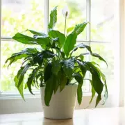 Peace Lilies Bloom Like Crazy With This Simple Expert Trick