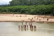 Peru's Uncontacted Mashco Piro Tribe Faces Extinction from Illegal Loggers in Amazon