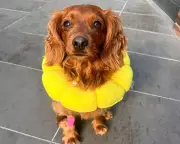 Pet Emergency Crisis: Why Vets Are Struggling to Keep Up with Surging Demand