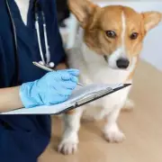 Pet Experts Issue Urgent Warning Over Popular Dog Breed's Hidden Health Risks