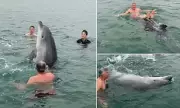 Playful Dolphin Joins Family for Magical Morning Swim in Dorset – A Rare Wildlife Encounter