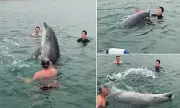 Playful Dolphin Spotted Off Dorset Coast: Expert Reveals What Its Behaviour Really Means