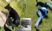 Police Dog Finn Takes Down Dangerous Driver in Dramatic M62 Chase | UK Crime News