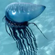 Portugal Bans Swimming Due to Dangerous 'Portuguese Man o' War' Jellyfish Invasion