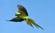 Predator Peril: Deadly Hawk Threatens London's Beloved Green Parakeet Population