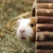 Prisoners Volunteering with Animals Sparks Controversy Over Rehabilitation Ethics