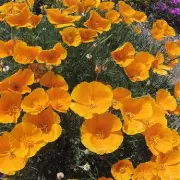 Professional Gardener Reveals the Most Beautiful Plants for Your Garden in 2024