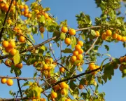 Prune Your Stone Fruit Trees Now for a Bountiful Winter Harvest