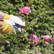 Pruning Power: The 3 Plants You MUST Cut Back in August for a Spectacular Garden