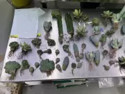 Queensland Woman Jailed for Smuggling Rare Cacti: A Bizarre Case of Illegal Plant Trade