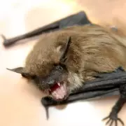 Rabies Alert: Hundreds at Risk After Infected Dog Bites Children in the US