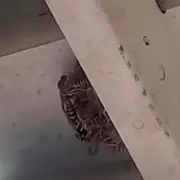 Radioactive Wasp Nest Sparks Urgent Cleanup at US Nuclear Site