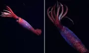 Rare Antarctic Phantom Squid Captured on Camera in Mesmerising Deep-Sea Footage
