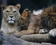 Rare Barbary Lion Cubs Born at Czech Zoo: A Conservation Milestone
