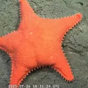 Rare Deep-Sea Starfish Captured on Camera in Stunning Underwater Footage