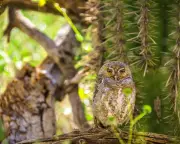 Rare Elfin Owl Takes First Flight in Arizona Backyard – A Magical Moment for Birdwatchers