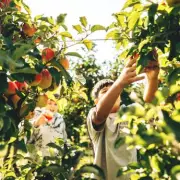 Rare 'Family' Apple Tree That Grows Six Varieties Hits the Market – A Gardener's Dream!