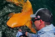 Rare Golden 'Sunset' Nurse Shark Spotted in Costa Rica | Marine Biology Marvel