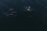 Rare Sighting: Dolphins Delight Crowds at North Tyneside Beach – Watch the Stunning Video