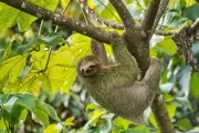 Rare Sloth Virus Detected in the UK: Symptoms and What You Need to Know