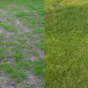 Revive Your Dead Lawn in Just 10 Days with This Simple Trick!