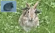 Scientists Create 'Frankenstein Rabbits' with Tentacles in Bizarre Genetic Experiment