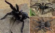 Scientists Discover Tarantula with Exceptionally Long Genitalia – A Breakthrough in Spider Mating Research