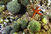 Scientists Livestream Argentina's Deep-Sea Secrets in Groundbreaking Expedition