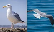 Seagull Brutally Killed After Stealing Fish Outside UK Chip Shop