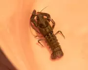 Secret Shrimps of the Peak District: The Hunt for Britain's Elusive Freshwater Crustacean