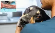Sepsis Nightmare: How a 'Harmless' Dog Bite Unleashed a Flesh-Eating Bacteria in 24 Hours
