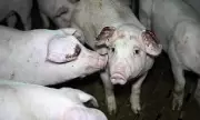 Shocking Footage Exposes Cruelty in UK Pork Farm: Piglets Terrified in Disturbing Scandal