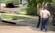 Shocking Moment: Bears Spotted Emerging from Manhole in Colorado Suburb
