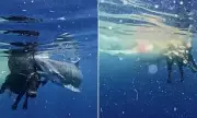 Shocking Moment: Diver Captures Tiger Shark Devouring a Cow in the Middle of the Ocean