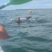 Shocking Moment Dolphin Turns Aggressor: Swimmers in Peril Off Cornish Coast