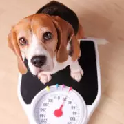 Shocking Study Reveals Half of UK Dogs Are Dangerously Overweight – Are You Feeding Yours Right?