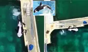 Shocking Video Exposes French Marine Park's Disturbing Orca 'Stimulation' Practice | Outrage Ensues