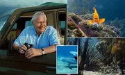 Sir David Attenborough's New Series Features Stunning Underwater Footage – All Filmed in a Fish Tank!