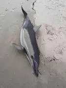 South Australia's Algal Bloom Crisis: Albanese Government Faces Black Summer-Scale Emergency