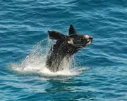Southern Right Whale Calving Season Soars in South Australia: A Conservation Triumph