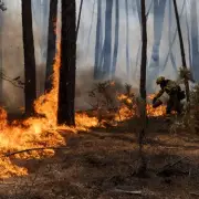 Spain Wildfires: Urgent Travel Warning Issued as Tenerife and Costa Blanca Face 'Extreme' Blaze Danger
