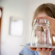 Spider Invasion? Expert Reveals 7 Natural Ways to Keep Giant House Spiders Out of Your Home This Autumn