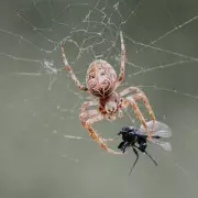 Spider Mating Season Is Here – Why You're Seeing More Eight-Legged Guests in Your Home