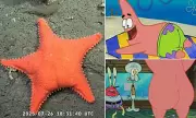 SpongeBob and Patrick Star's Ancestor? Scientists Discover 100-Million-Year-Old Sea Creature with a Big Bottom