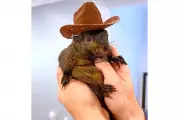 Squirrel Named Peanut Sparks Legal Battle Over Alleged Attack in US