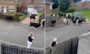 Storm Floris Chaos: Cows Run Wild Through Scottish Housing Estate After 124mph Winds Blow Down Fence