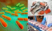 Supermarket Salmon Scare: Deadly Food Poisoning Outbreak Linked to Listeria Sparks Major Health Alert